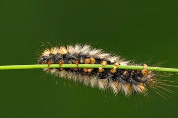 Macro shots, Beautiful nature scene. Close up beautiful caterpillar of butterfly  