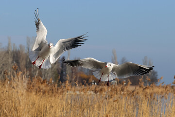 Two aggressive, hungry seagulls flying over water in the air with reeds in the background, hunting for food. Color wildlife photo. 