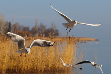 Obraz premium Aggressive seagulls (Larus, Larida) birds fly over the blue water to fish. Reeds and floating waterfowl in the background. Color wildlife photo.