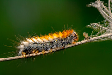 Macro shots, Beautiful nature scene. Close up beautiful caterpillar of butterfly  
