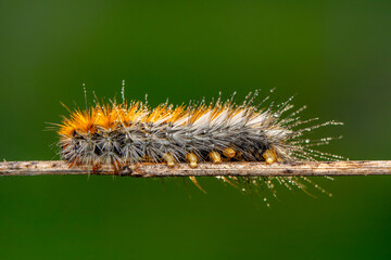 Macro shots, Beautiful nature scene. Close up beautiful caterpillar of butterfly  