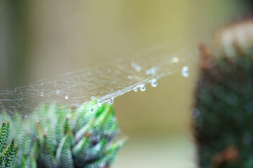 spiders web with droplet from dew or rain