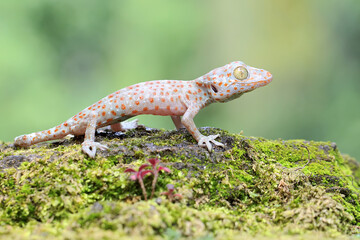 A young tokay gecko looking for preys on a rock overgrown with moss. This reptile has the scientific name Gekko gecko. - obrazy, fototapety, plakaty