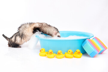 Fototapeta na wymiar Ferret wash in water with rubber duck on a white background