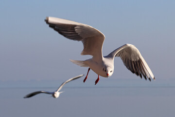 Seagulls fly over the blue water to fishing. Color landscape photo of sea.