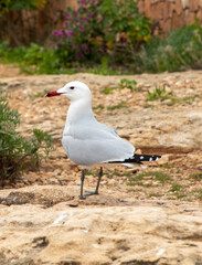 Seagull on a stony beach