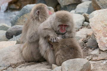 The Japanese macaque (Macaca fuscata)