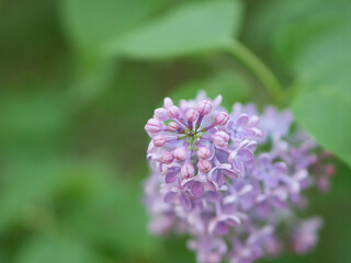 allowed delicate purple lilac flowers on the bush in the garden. Easter time