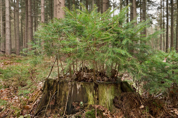 Circle of life: young pine trees growing on the rotting stem of a dead tree