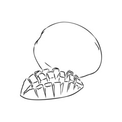 Mango hand drawn illustration by ink and pen sketch. Isolated vector design for using in natural or organic fruit product and health care goods.
