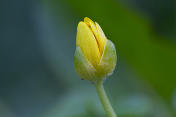 Closed flower bud of Lesser celandine, a beautiful yellow flower in early spring