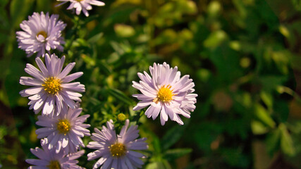 Daisy field with much bokeh on a meadow. Many flowers in ground view .
