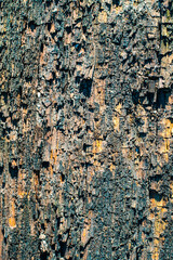 Natural wood texture background. Colored abstract wallpaper, copy space.