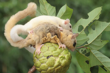 A mother sugar glider holding her baby is eating a custard apple. This marsupial mammal has the...