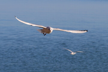 Two seagull bird fly over the blue sea water to fishing; color wildlife photo for decoration poster or wallpaper.