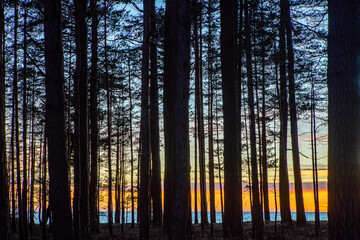 Obraz premium View of sunset above sea through pine trees.