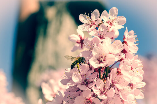 Almendros en flor ambiente rom&aacute;ntico