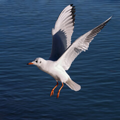 Magnificent seagull bird (Larus, Laridae) flying with spreading wings over the blue sea. Artistic color wildlife photo for poster or decoration picture. 