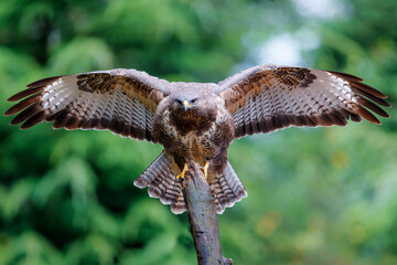Common Buzzard (Buteo buteo) flying in the forest of Noord Brabant in the Netherlands searching for...