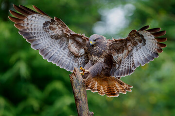 Common Buzzard (Buteo buteo) flying in the forest of Noord Brabant in the Netherlands searching for food. Green forest background.