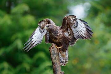 Common Buzzard (Buteo buteo) flying in the forest of Noord Brabant in the Netherlands searching for food. Green forest background.