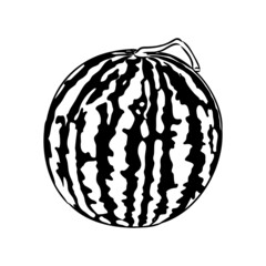 Hand drawn vector illustration - watermelon . Design elements in sketch style watermelon vector sketch
