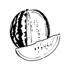Hand drawn vector illustration - watermelon . Design elements in sketch style watermelon vector sketch