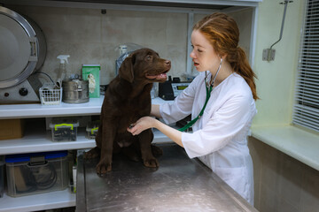 On examination by a vet doctor. Young beautiful woman, veterinary examines chocolate labrador at vet clinic, indoors. Modern medicine, pet care, healthy lifestyle, care concept.