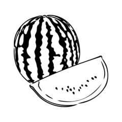 Hand drawn vector illustration - watermelon . Design elements in sketch style watermelon vector sketch