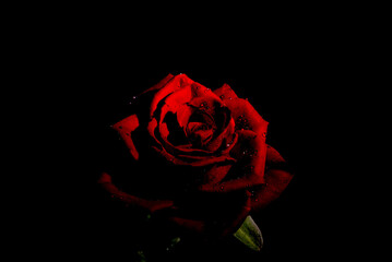 Wallpaper of red rose with black background