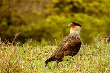 Carcará hawk in the city of Carrancas, State of Minas Gerais, Brazil