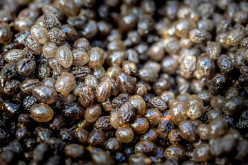 Closeup view of papaya seeds