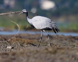 Demoiselle crane bird at river. Grus virgo. Crane bird.