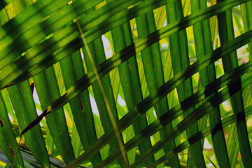 bamboo background