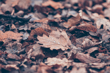 Dew drops on dry oak leaves lying on the ground. Autumn forest. Mushroom season.