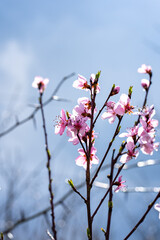 flowering fruit tree branches against the sky, apricot, harvest, spring and renewal