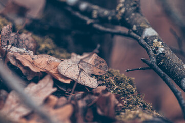 Dew drops on dry oak leaves lying on the ground. Autumn forest. Mushroom season.