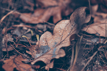 Dew drops on dry oak leaves lying on the ground. Autumn forest. Mushroom season.