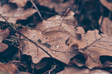 Dew drops on dry oak leaves lying on the ground. Autumn forest. Mushroom season.