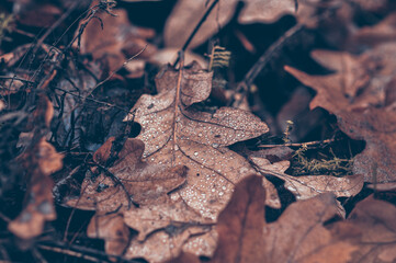 Dew drops on dry oak leaves lying on the ground. Autumn forest. Mushroom season.
