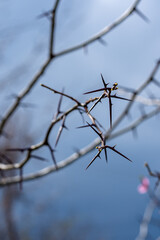 flowering fruit tree branches against the sky, apricot, harvest, spring and renewal
