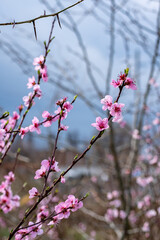 flowering fruit tree branches against the sky, apricot, harvest, spring and renewal