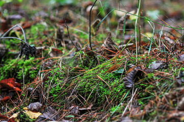 Photo of green moss in the autumn forest. Walk in the fresh air.