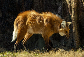 Closeup shot of a maned wolf standing on dry grass © Robert129/Wirestock Creators