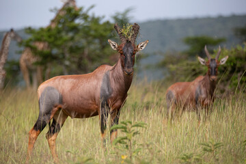 Topi, antelope in the bush looking at camera. African wildlife
