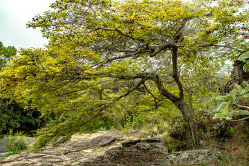 Fototapeta na wymiar Natural landscape in the city of Carrancas, State of Minas Gerais, Brazil