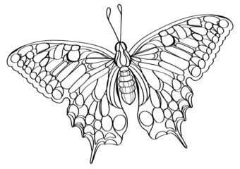 butterfly isolated on white