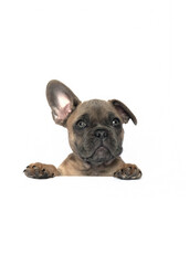 puppy placard isolated