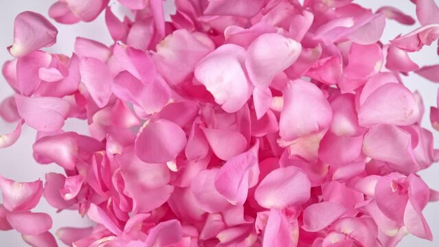 Super slow motion shot of flying pink rose petals towards camera on white background at 1000 fps.