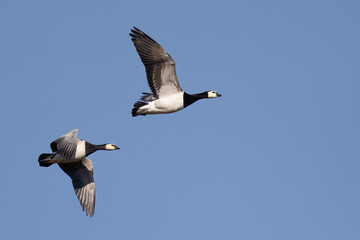 Barnacle goose